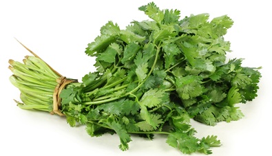 Cilantro
